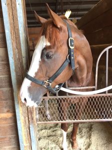 Barkley in the Stall