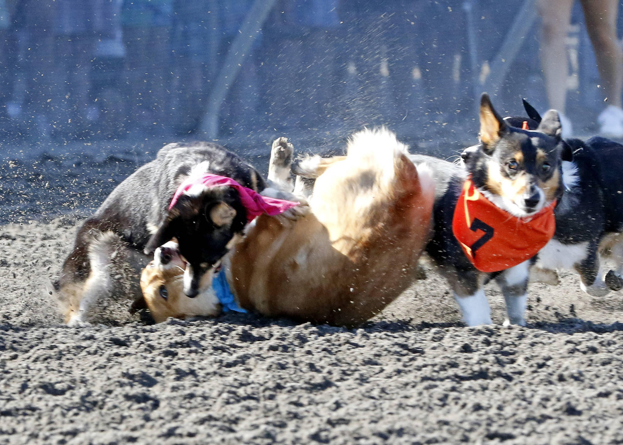 Races 2022 Emerald Downs