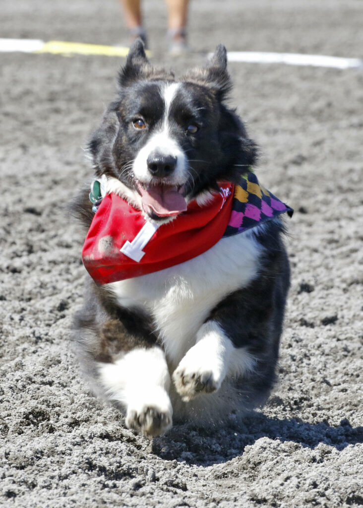 Corgi Races 2023 Emerald Downs