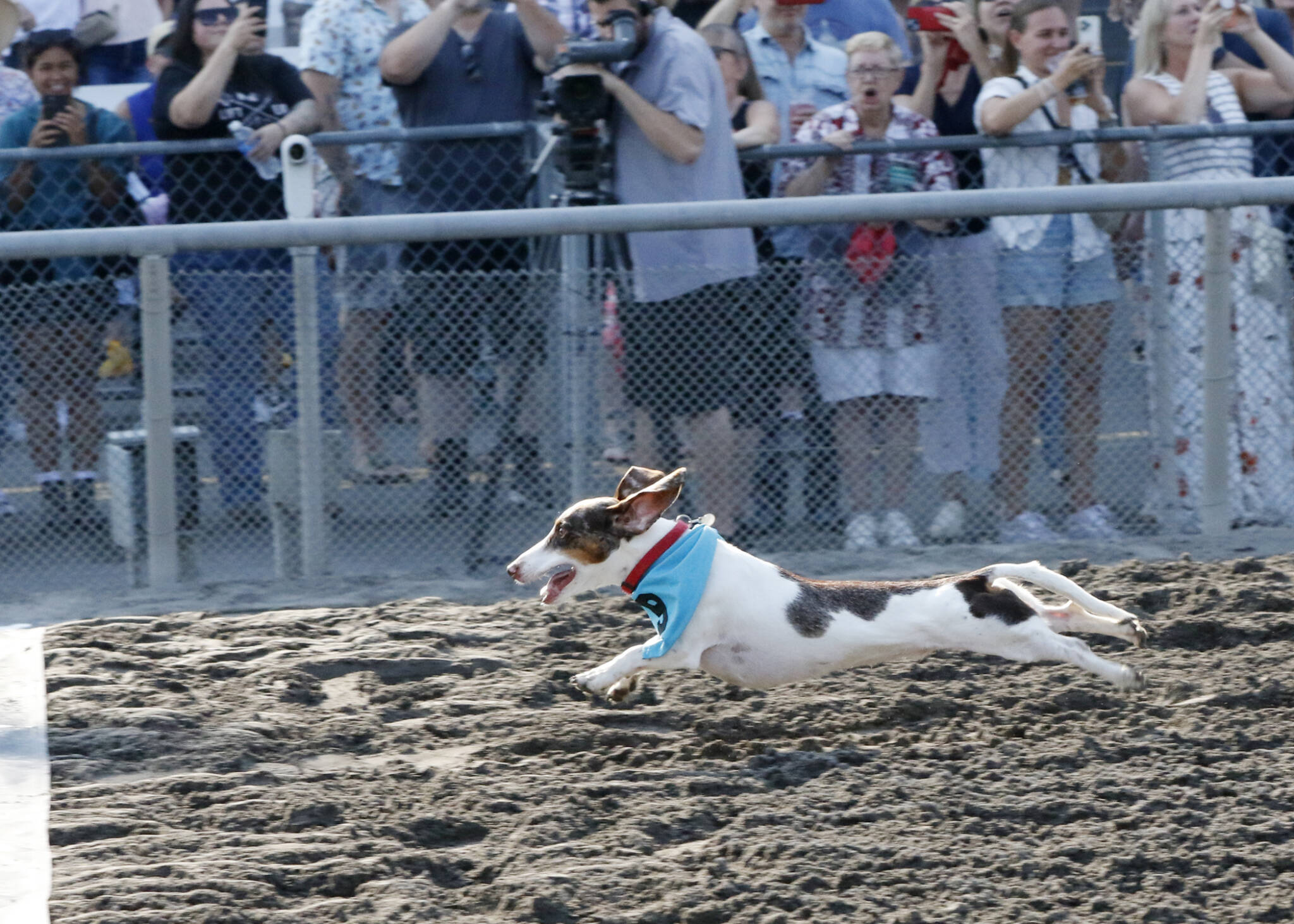 2023 Wiener Dog and Wannabe Races - Emerald Downs