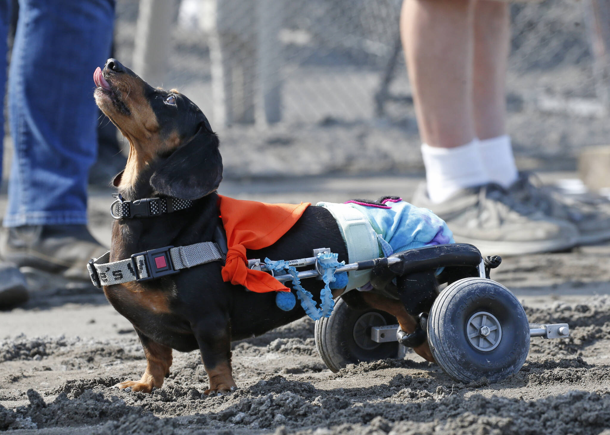 2023 Wiener Dog and Wannabe Races - Emerald Downs